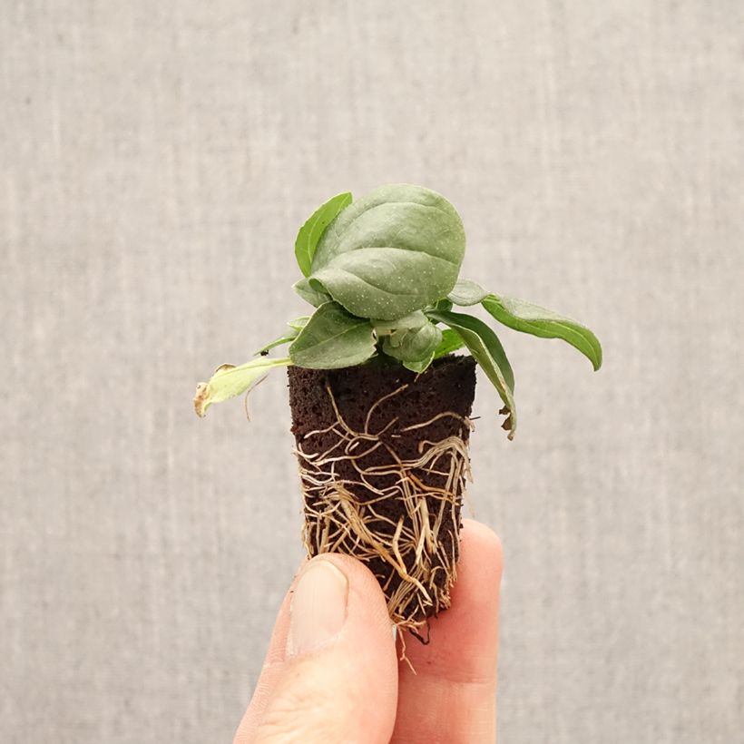 Exemplaar van Echinacea Sun Magic Vintage Yellow - Rode zonnehoed Mini-mot Ø 3/4 cm zoals geleverd in de lente