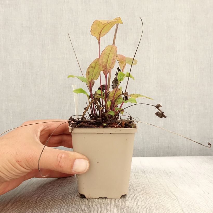 Exemplaar van Echinacea Sunny Meadow Mama - Rode zonnehoed Kweekpotje van 8/9 cm zoals geleverd in de herfst