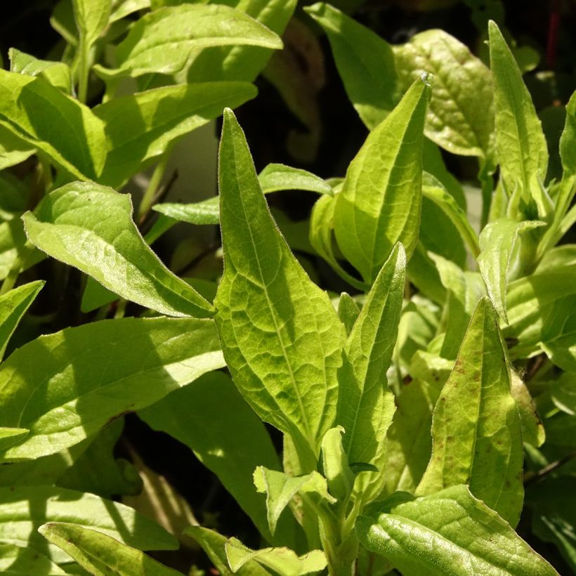Echinacea Sunny Meadow Mama - Rode zonnehoed (Blad)