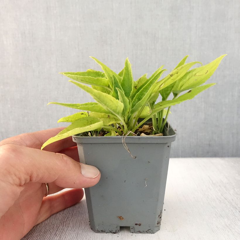 Exemplaar van Echinacea SunSeekers Apple Green - Rode zonnehoed Kweekpotje van 8/9 cm zoals geleverd in de zomer