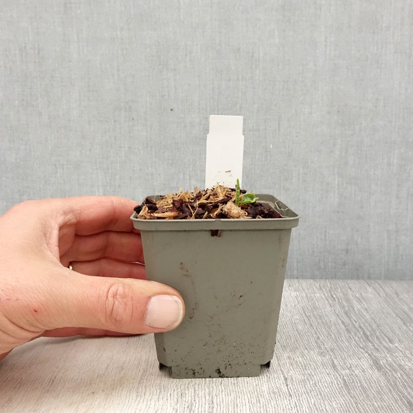 Example of Echinacea SunSeekers Apple Green - Rode zonnehoed Kweekpotje van 8/9 cm as you get in printemps