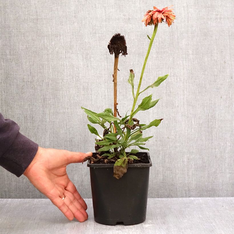Exemplaar van Echinacea purpurea SunSeekers Rainbow - Rode zonnehoed Pot van 1,5 l/2 l zoals geleverd in de herfst