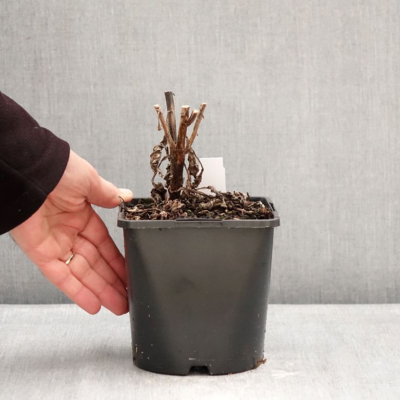 Exemplaar van Echinacea purpurea SunSeekers Rainbow - Rode zonnehoed Pot van 1,5 l/2 l zoals geleverd in de winter