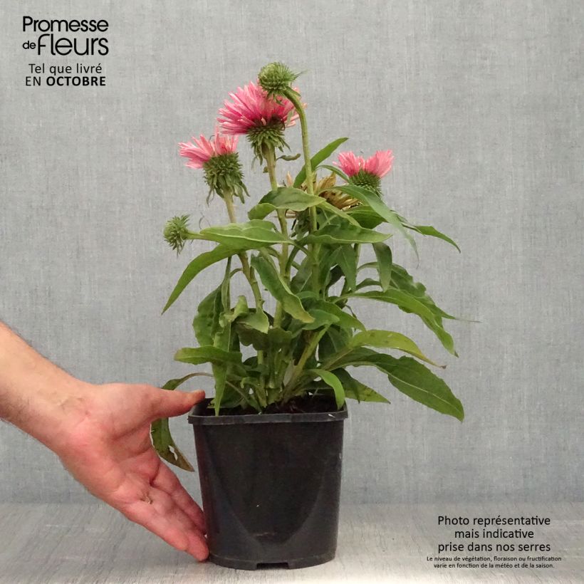 Exemplaar van Echinacea SunSeekers Salmon - Echinacée Pot de 2L/3L zoals geleverd in de herfst