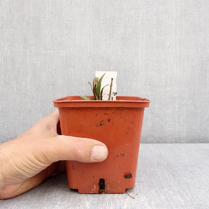 Exemplaar van Echinacea Sunseekers Tequila Sunrise - Rode zonnehoed Pot van 1 l/1,5 l zoals geleverd in de lente