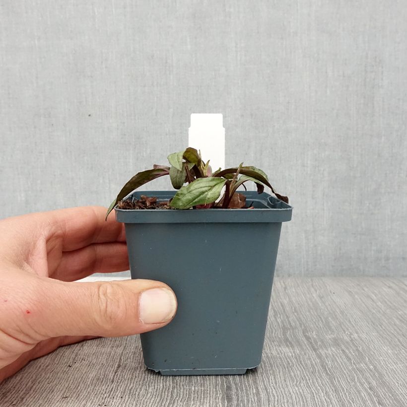 Example of Echinacea purpurea Sweet Sandia - Rode zonnehoed Kweekpotje van 8/9 cm as you get in printemps