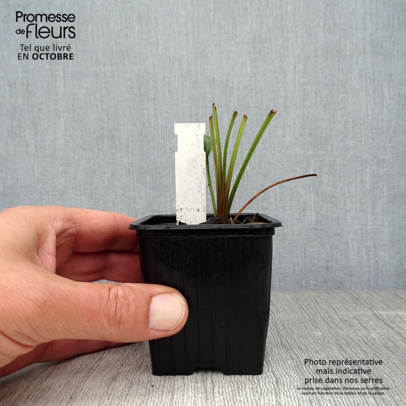 Exemplaar van Echinacea Tiki Torch - Rode zonnehoed Kweekpotje van 8/9 cm zoals geleverd in de herfst