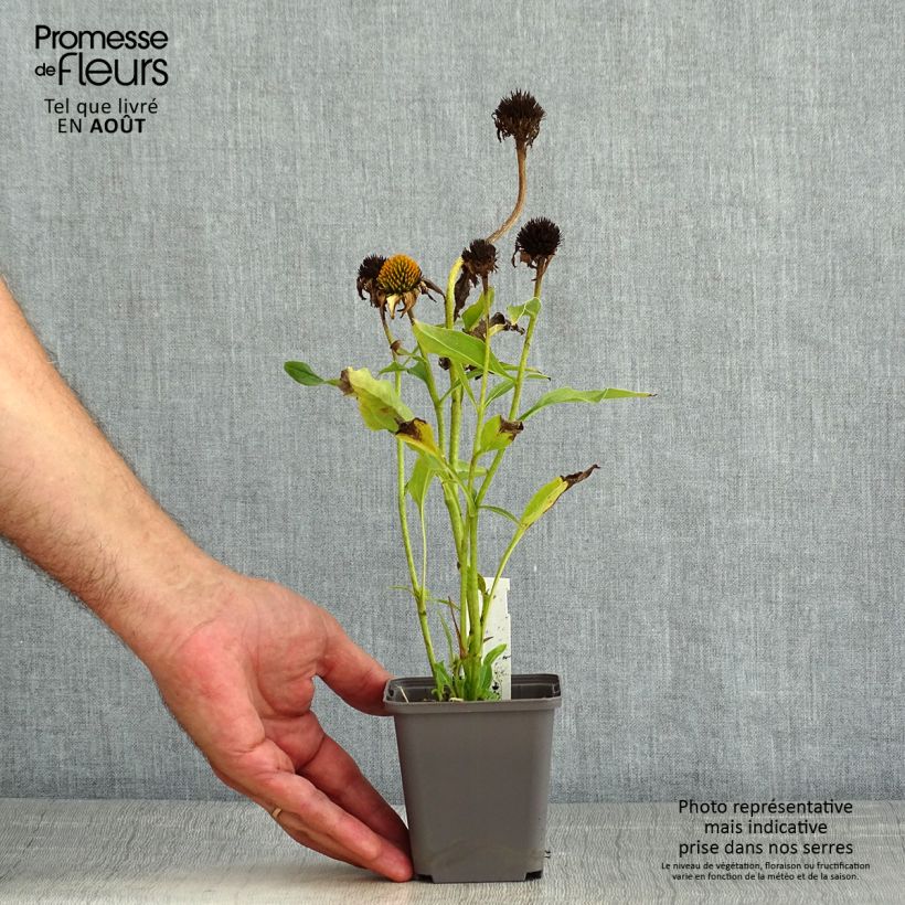 Exemplaar van Echinacea purpurea Tweety - Rode zonnehoed Kweekpotje van 8/9 cm zoals geleverd in de zomer