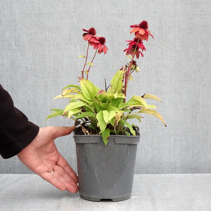 Exemplaar van Echinacea Sombrero Baja Burgundy - Rode zonnehoed Pot van 2 l/3 l zoals geleverd in de herfst