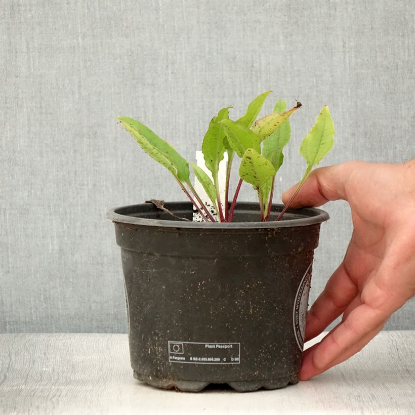Exemplaar van Echinacea Sombrero Baja Burgundy - Rode zonnehoed Pot van 2 l/3 l zoals geleverd in de zomer
