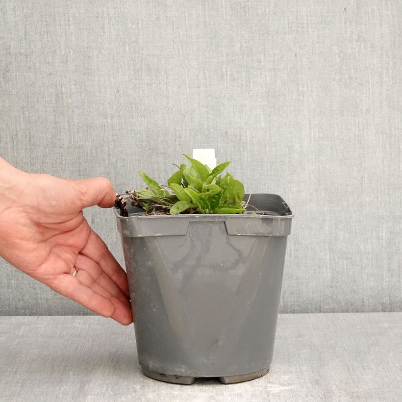 Exemplaar van Echinacea Sombrero Baja Burgundy - Rode zonnehoed Pot van 2 l/3 l zoals geleverd in de lente