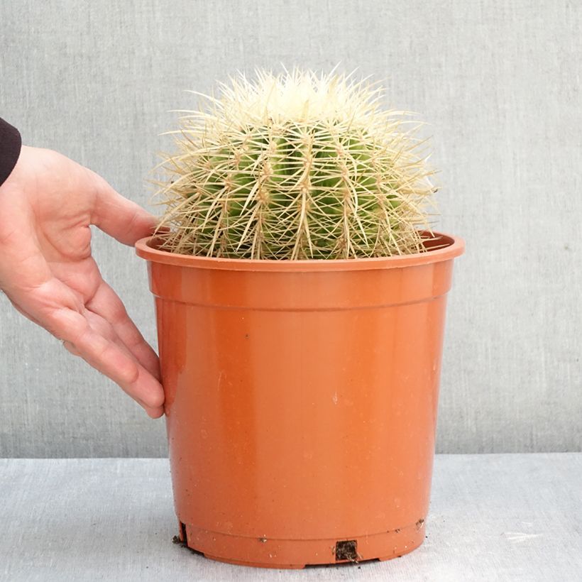 Exemplaar van Echinocactus grusonii albispinus - Schoonmoedersstoel Pot van 4 l/5 l zoals geleverd in de herfst