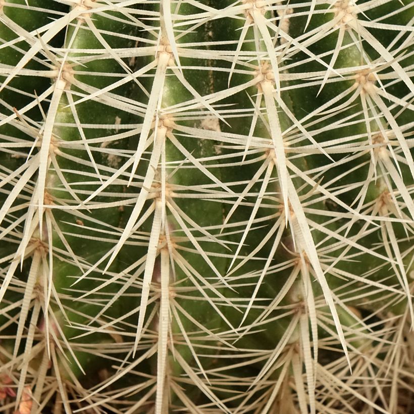Echinocactus grusonii albispinus - Schoonmoedersstoel (Blad)