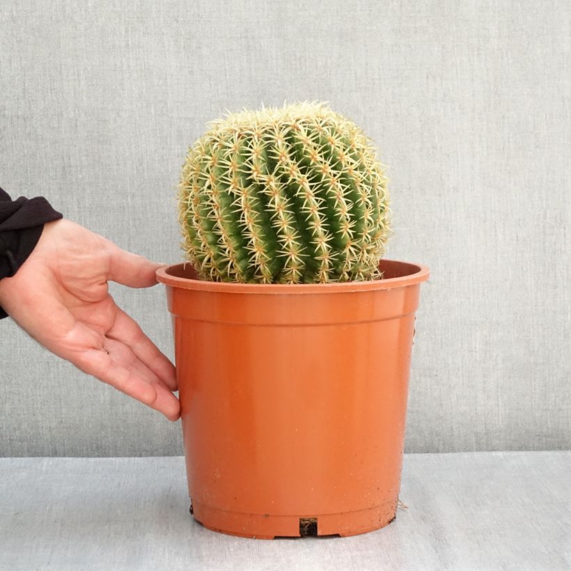 Exemplaar van Echinocactus grusonii brevispinus - Schoonmoedersstoel Pot van 4 l/5 l zoals geleverd in de herfst
