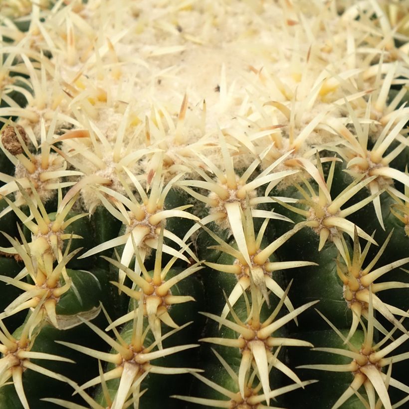 Echinocactus grusonii brevispinus - Schoonmoedersstoel (Blad)