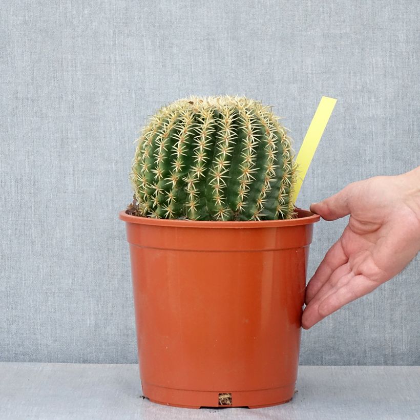 Exemplaar van Echinocactus grusonii brevispinus - Schoonmoedersstoel Pot van 4 l/5 l zoals geleverd in de lente