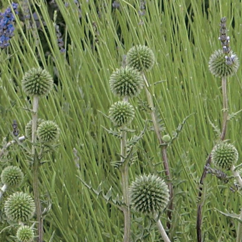 Echinops sphaerocephalus Arctic Glow - Beklierde kogeldistel (Bloei)