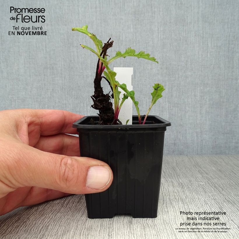 Exemplaar van Echinops bannaticus Blue Globe - Kogeldistel Kweekpotje van 8/9 cm zoals geleverd in de herfst