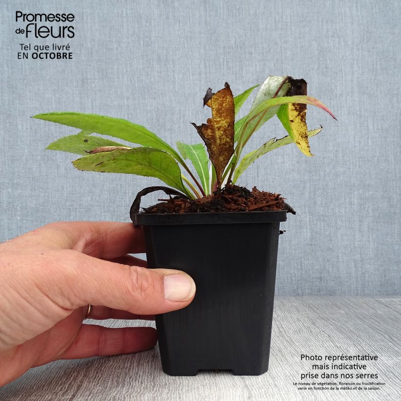 Exemplaar van Echinops bannaticus Blue Glow - Kogeldistel Kweekpotje van 8/9 cm zoals geleverd in de herfst