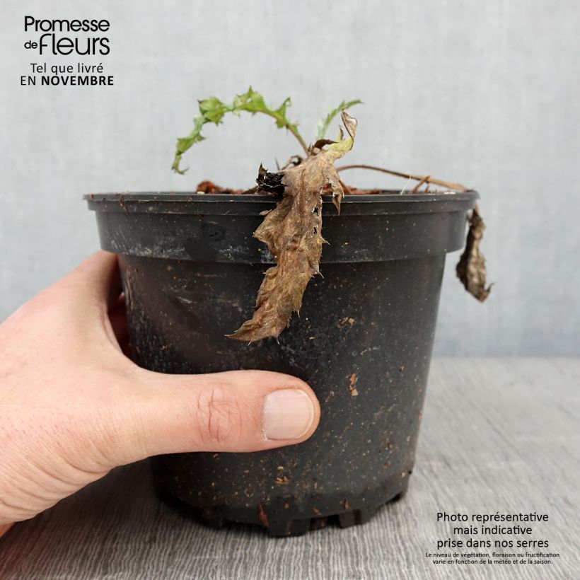 Exemplaar van Echinops bannaticus Taplow Blue - Kogeldistel Pot van 2 l/3 l zoals geleverd in de herfst