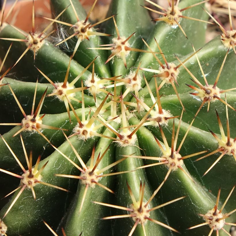 Echinopsis multiplex - Zee-egelcactus (Blad)