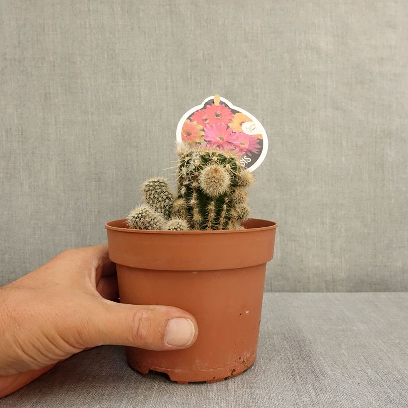 Exemplaar van Echinopsis multiplex - Zee-egelcactus Pot van 1 l/1,5 l zoals geleverd in de zomer