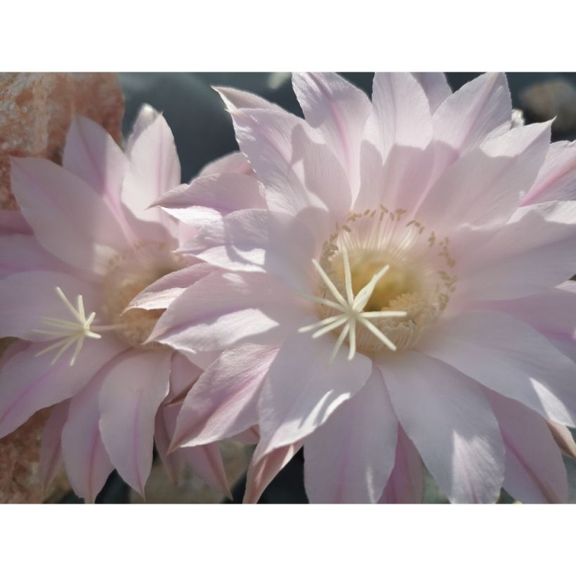 Echinopsis subdenudata - Domino cactus (Bloei)