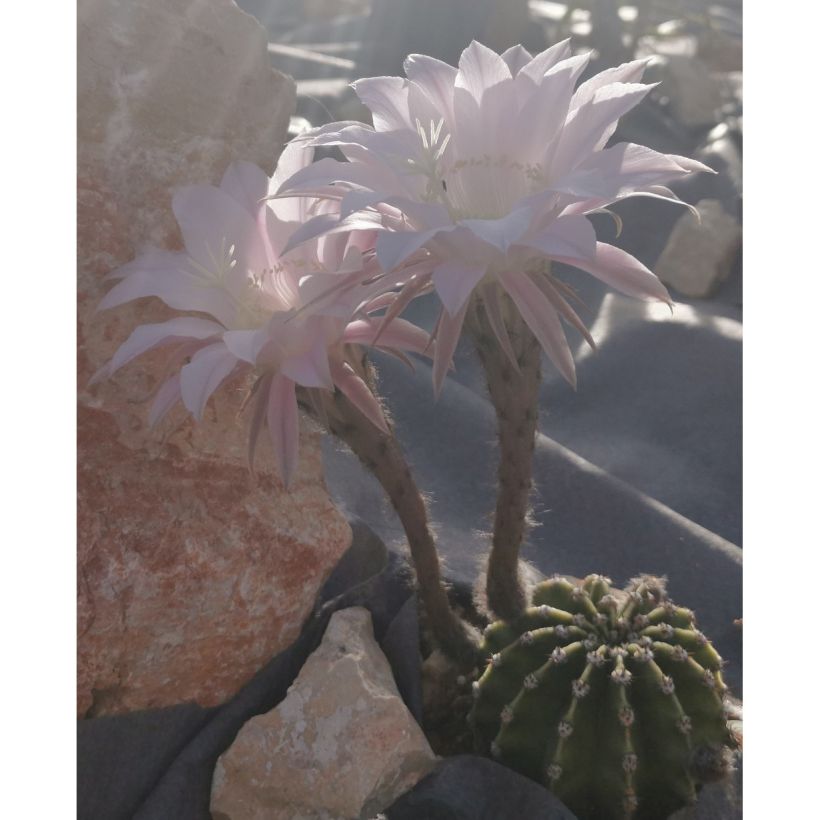 Echinopsis subdenudata - Domino cactus (Groeiplaats)