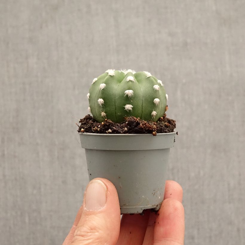 Exemplaar van Echinopsis subdenudata - Domino cactus Mini-kamerplanten zoals geleverd in de lente