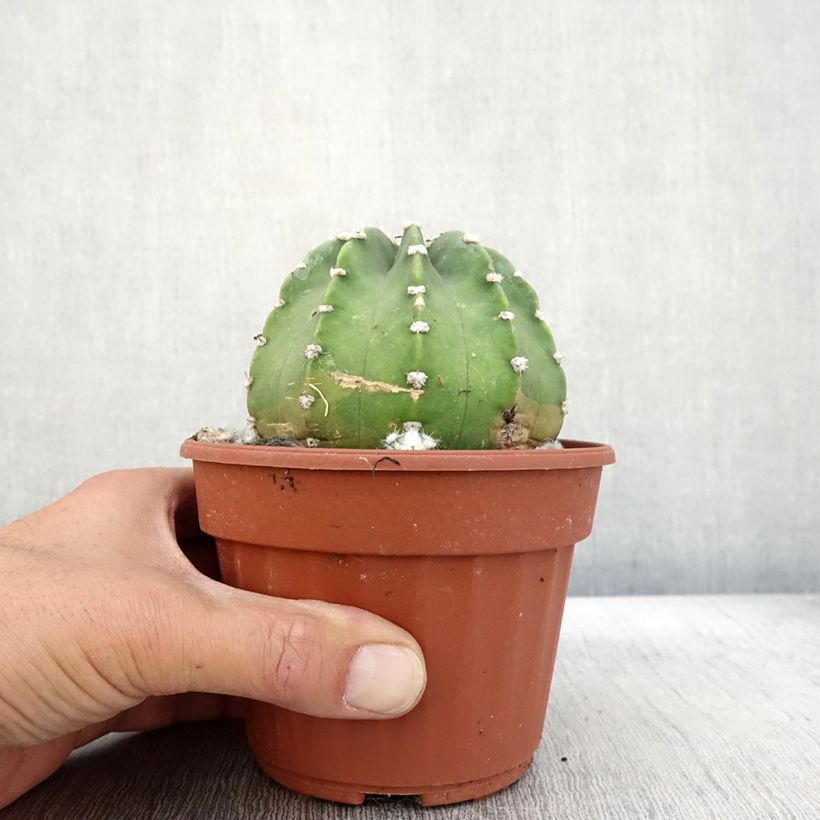 Exemplaar van Echinopsis subdenudata - Domino cactus Pot van 12 cm / 13 cm zoals geleverd in de herfst