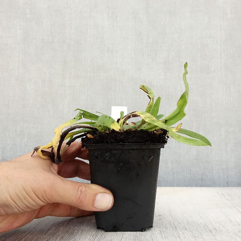 Exemplaar van Echium amoenum Rood Feathers - Slangenkruid Kweekpotje van 8/9 cm zoals geleverd in de herfst