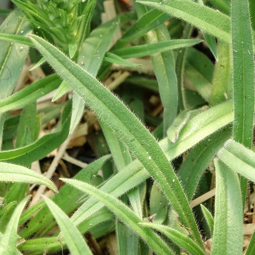 Echium amoenum Rood Feathers - Slangenkruid (Blad)