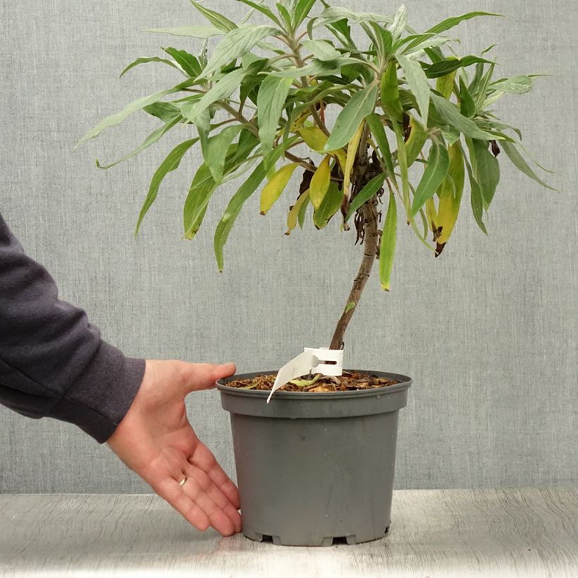 Exemplaar van Echium candicans - Trots van Madeira Pot van 3 l/4 l zoals geleverd in de zomer
