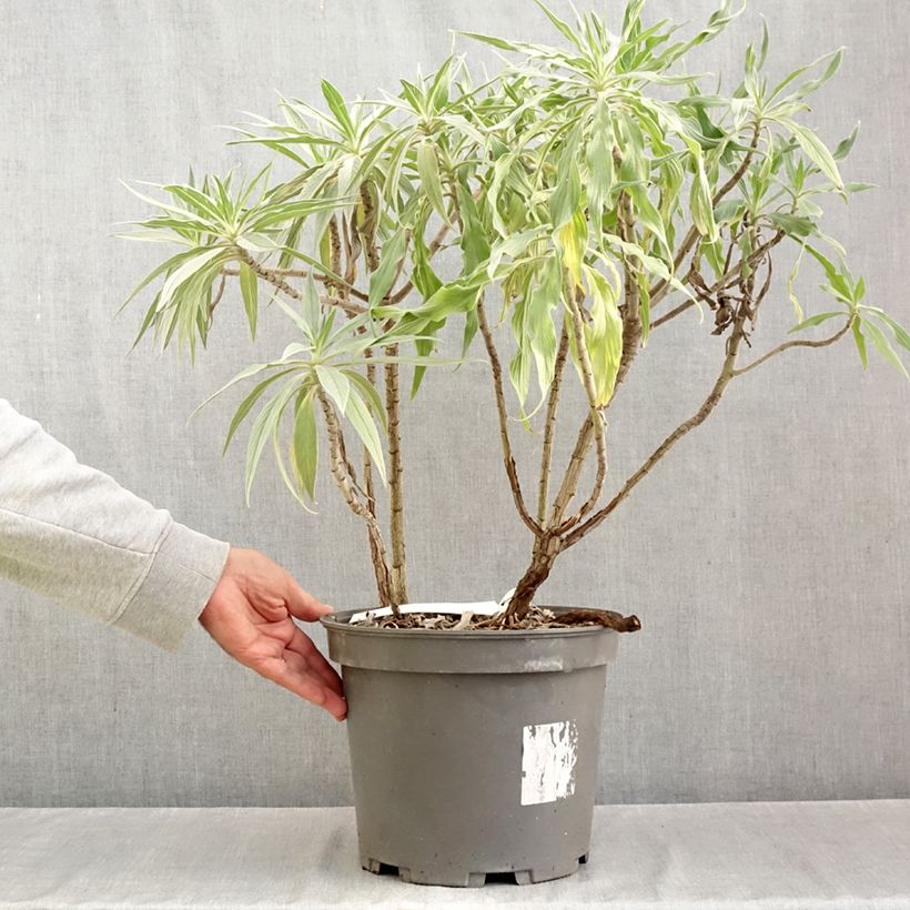 Exemplaar van Echium candicans - Trots van Madeira Pot van 7,5 l/10 l zoals geleverd in de herfst