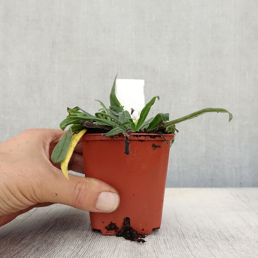 Exemplaar van Echium russicum - Slangenkruid Kweekpotje van 8/9 cm zoals geleverd in de herfst