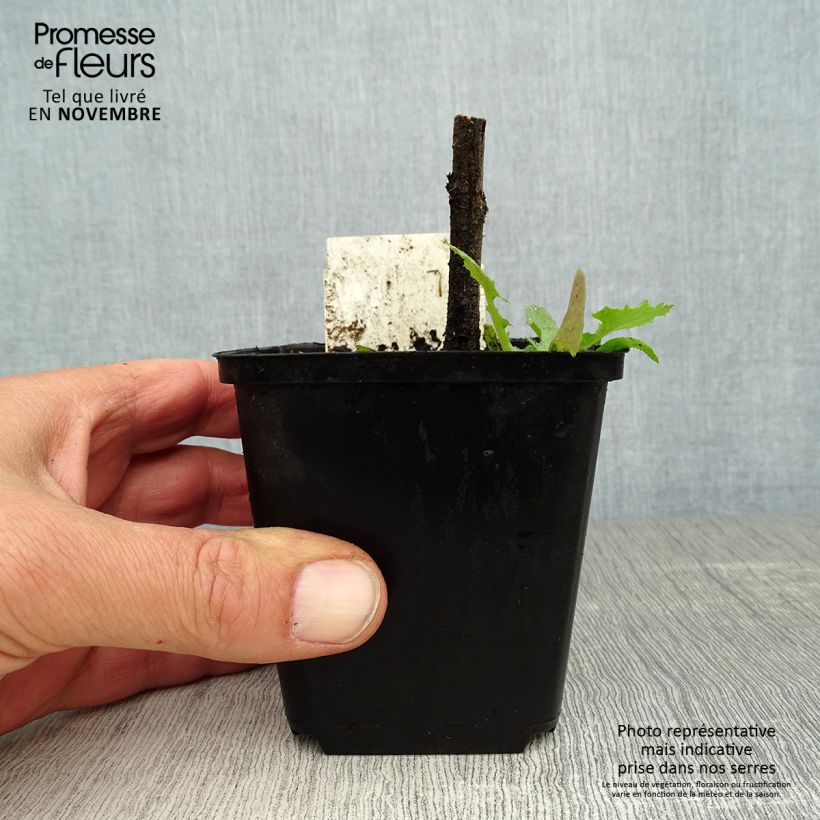 Exemplaar van Echium vulgare - Slangenkruid Kweekpotje van 8/9 cm zoals geleverd in de herfst