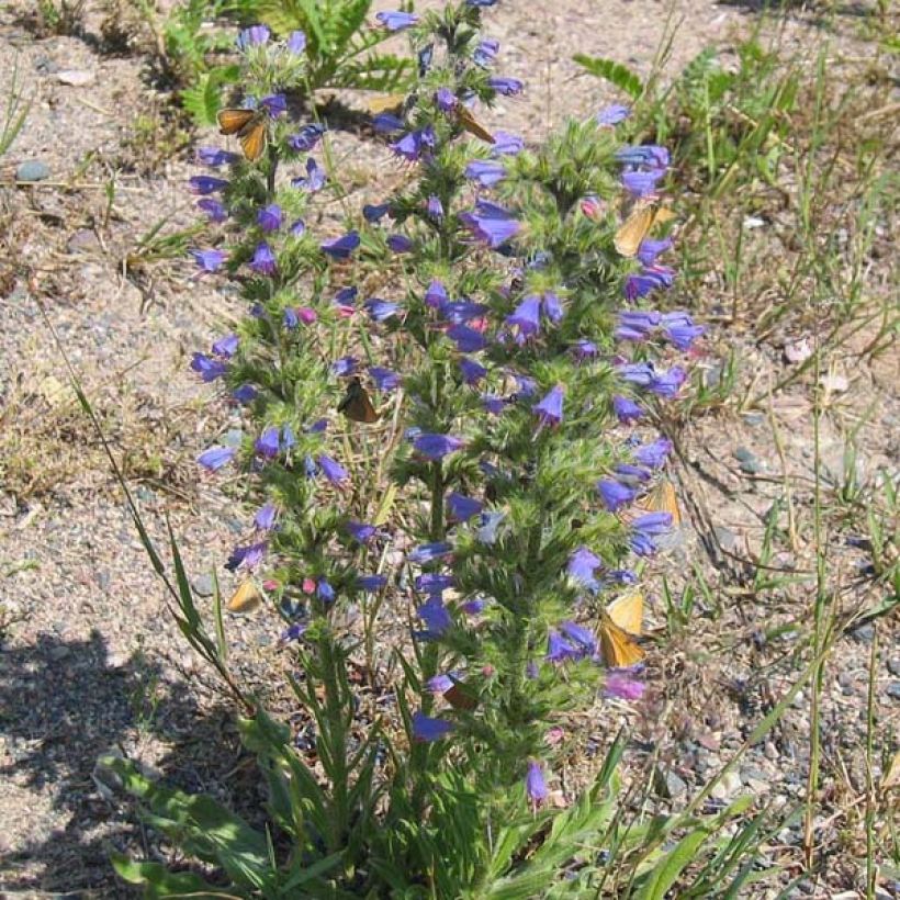 Echium vulgare - Slangenkruid (Groeiplaats)