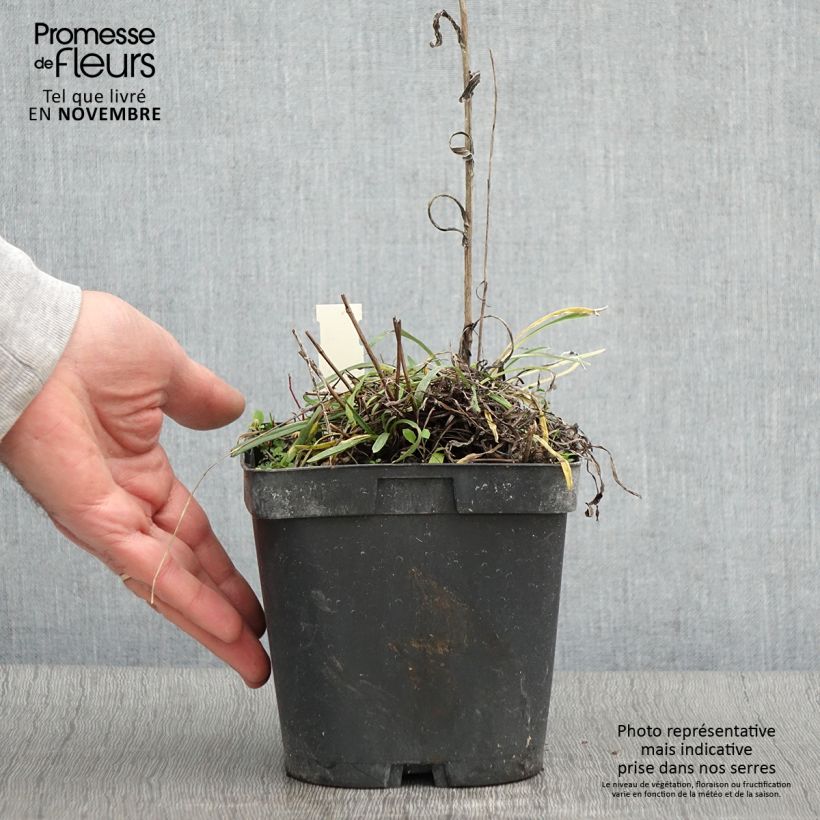 Exemplaar van Leontopodium alpinum - Edelweiss Pot van 2 l/3 l zoals geleverd in de herfst