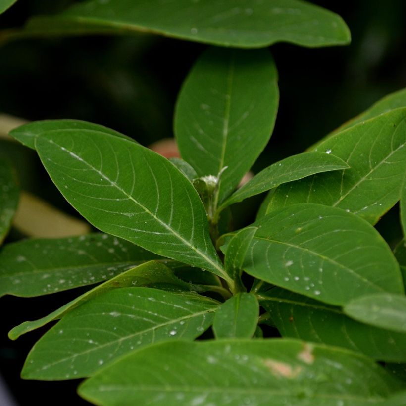 Edgeworthia chrysantha Red Dragon Akebono - Papierstruik (Blad)