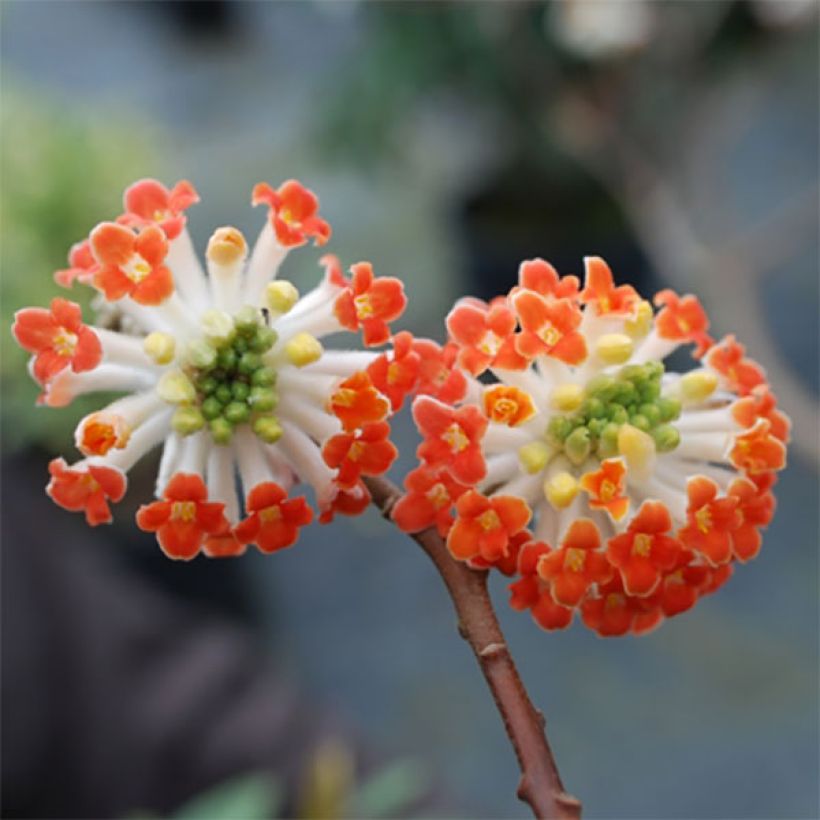 Edgeworthia chrysantha Red Dragon Akebono - Papierstruik (Bloei)