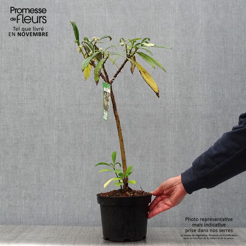Exemplaar van Edgeworthia chrysantha - Papierstruik Pot van 3 l/4 l zoals geleverd in de herfst