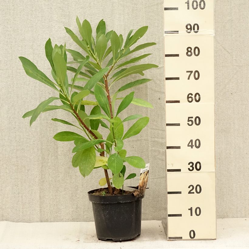 Exemplaar van Edgeworthia chrysantha - Papierstruik Pot van 3 l/4 l zoals geleverd in de zomer