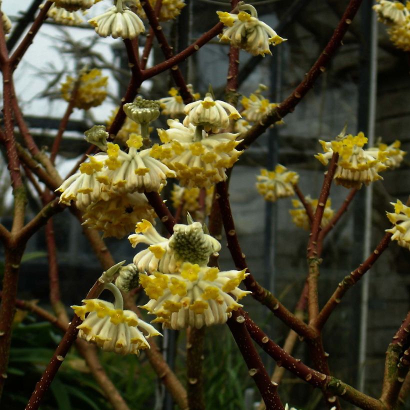 Edgeworthia chrysantha Grandiflora - Papierstruik (Bloei)