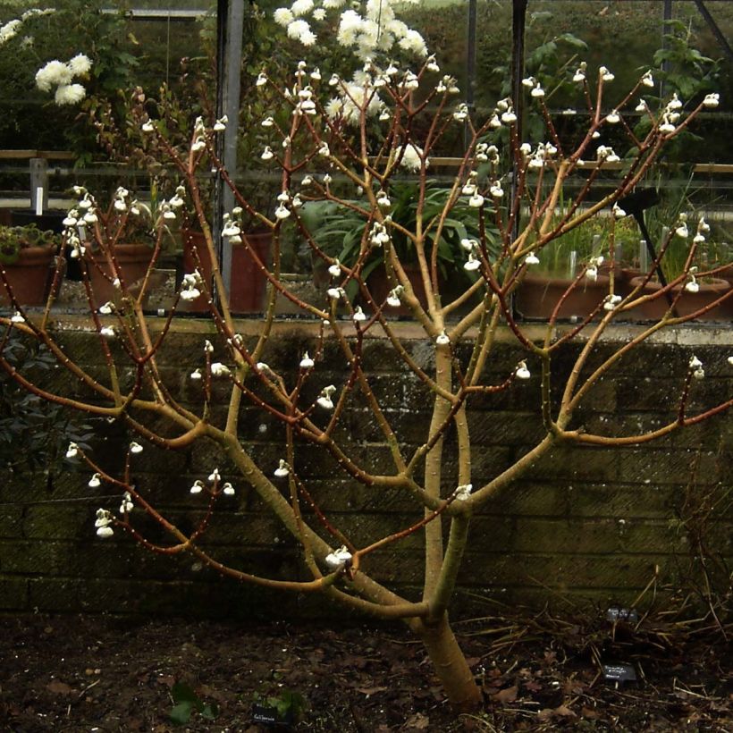 Edgeworthia chrysantha Grandiflora - Papierstruik (Groeiplaats)