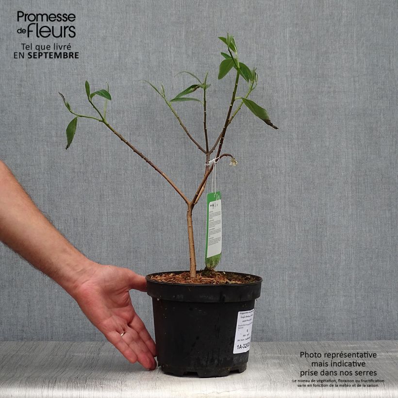 Exemplaar van Edgeworthia chrysantha Red Dragon Akebono - Papierstruik Pot van 3 l/4 l zoals geleverd in de herfst