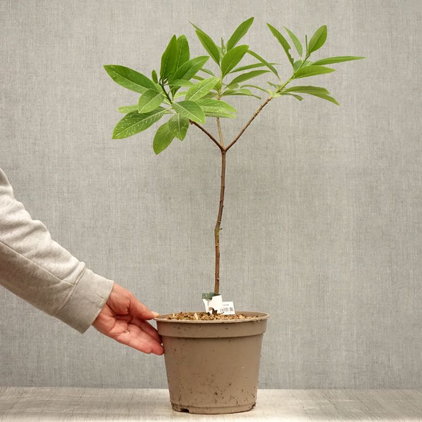 Exemplaar van Edgeworthia chrysantha Red Dragon Akebono - Papierstruik Pot van 3 l/4 l zoals geleverd in de zomer