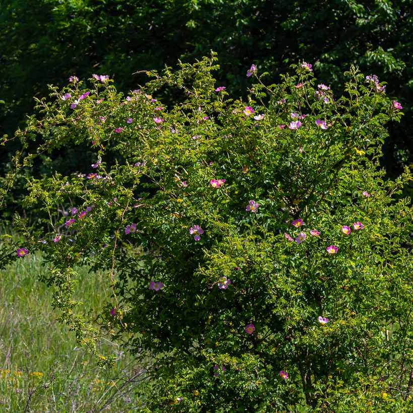 Rosa canina - hondsroos (Plant habit)
