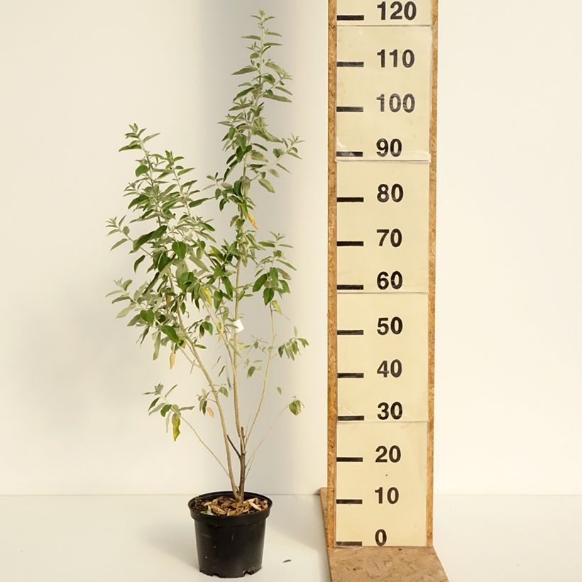 Exemplaar van Elaeagnus angustifolia - Smalbladige olijfwilg Pot van 2 l/3 l zoals geleverd in de zomer