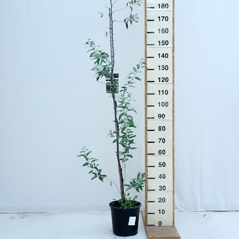 Exemplaar van Elaeagnus angustifolia - Smalbladige olijfwilg Pot van 7,5 l/10 l zoals geleverd in de zomer