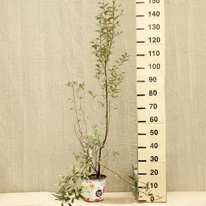 Exemplaar van Elaeagnus commutata Zempin - Smalbladige olijfwilg Pot van 4 l/5 l zoals geleverd in de zomer